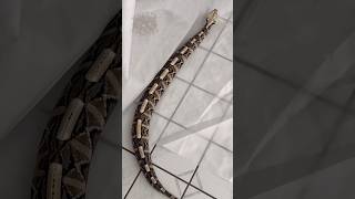 Gaboon Viper rib walkin [upl. by Nevins982]