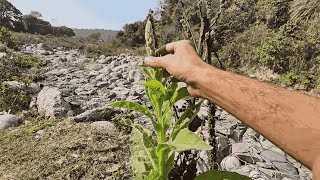 Wild plants you can eat drink and use for healing [upl. by Negrom321]