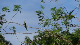 yellow billed cuckoo arrived in Panama shorts [upl. by Thane]