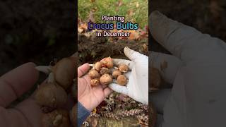 How to plant crocus bulbs shorts garden howto plant crocus bulb flowers gardening plants [upl. by Tloh]