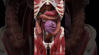 Unraveling Colonic Volvulus A Serious Gut Twist [upl. by Rafaelle]