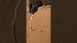 Saving the worlds smallest snake Brahminy blind snake  🐍 [upl. by Enuahs]