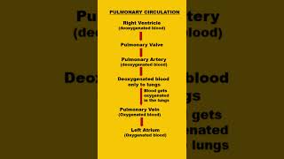 Pulmonary circulation  circulatory system youtubeyoutubeshort [upl. by Kimberly]