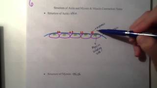 Structure of actin and myosin [upl. by Alayne247]