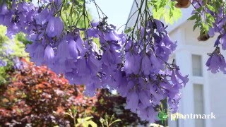 Jacaranda mimosifolia Jacaranda at Plantmark Wholesale Nurseries [upl. by Jallier]