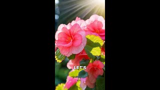 Exploring the Beautiful Begonia Flower [upl. by Acceb842]