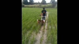 Stihl paddy weeder [upl. by Siletotsira]