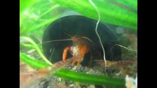 CPO Mexican Dwarf Orange Crayfish  In Cave [upl. by Llekcir140]