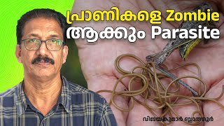 പ്രാണികളെ സോംബിയാക്കി വെള്ളത്തിൽ ചാടിക്കും പരാദ വിരകൾ Horsehair worms Nematomorpha Gordian worms [upl. by Aerdnahs]