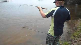 Gold Coast Canal Fishing [upl. by Ecahc]