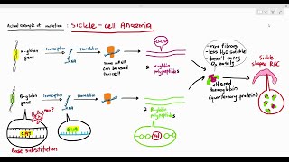 610 Effects of Gene Mutation Sickle Cell Anaemia Cambridge AS amp A Level Biology 9700 [upl. by Dorita]