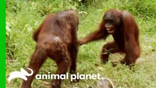 Orangutans Fight For Dominance While Leader Hamlet Is Trapped  Orangutan Island [upl. by Suidaht452]