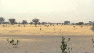 حبسة الشاليarabe tchad [upl. by Suissac]