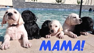 LABRADOR MOM TEACHES HER PUPPIES TO SWIM [upl. by Warrenne]