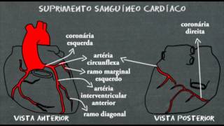 Anatomia cardíaca  artérias coronárias  Suprimento sanguineo cardiaco [upl. by Teufert]