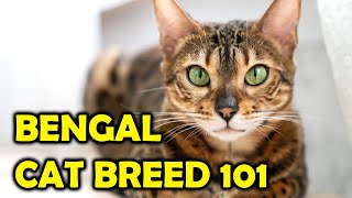 Bengal Cat Breed 101 Everything You Need To KnowAll Cats [upl. by Eisenstark437]