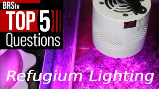 5 Answers to Get MORE Out of Your Reef Tank’s Refugium Light [upl. by Frisse]