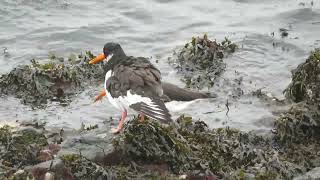 Eurasian Oystercatcher Haematopus ostralegus Rozenburg ZH the Netherlands 10 Nov 2024 22 [upl. by Doownyl703]