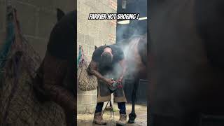 Farrier hot shoeing  farrier horsecare farrierlife horsefarrier satisfying asmr [upl. by Bakeman613]