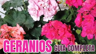 Geranios geranium guía de COMPLETA de cultivo y cuidados chuyito jardinero [upl. by Eimarrej]