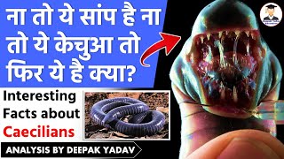 What are Caecilians  What are Amphibians   Animal Facts  UPSC environment  News Species Found [upl. by Kissie]