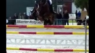 wwwsporthorsesonlinecom 2004 Hannoveraner Contender Stute Hanoverian mare sold [upl. by Hpesojnhoj]