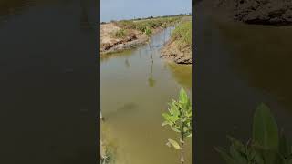 Successfully restored mangrove in Mangrove Foundation of India site in Pulicat [upl. by Fosque]