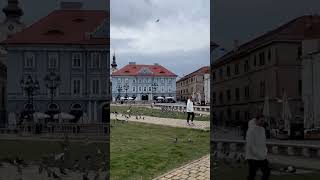 Chasing pidgins romania travel [upl. by Agee964]