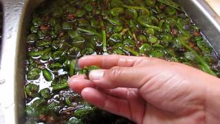 How to Clean fiddleheads 2014 Its that time of the year [upl. by Tiossem538]