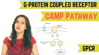 cAMP PATHWAY  GPROTEIN COUPLED RECEPTOR GPCR [upl. by Calida]