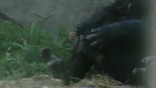 Baby Chimpanzee Nursing at NC Zoo Asheboro NC [upl. by Battat861]