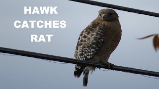 Red Shouldered Hawk With Prey  Hawk Hunting Prey  Hawk With Rat  Nature Shared [upl. by Dnumde]