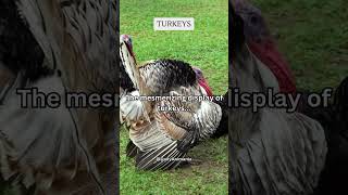 The mesmerizing display of turkeys subscribe share shorts [upl. by Laeynad]