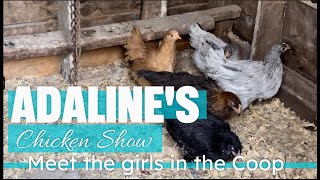 Adalines Chicken Show  Episode 1  Meet Our 5 Feathered Friends [upl. by Lali]