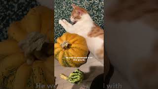 Cat Is Obsessed With Pumpkin  The Dodo [upl. by Aisats524]