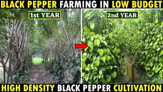 Black Pepper Farming earn 10 lakhs per acre [upl. by Ientruoc394]