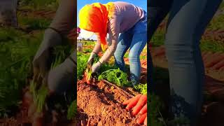 Healing rural lifepickingfruitvegetablerural lifefarmingplantingagricultureenjoy rural life [upl. by Eniloj]