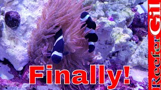 How To Get Clownfish To Host Anemone [upl. by Haiel]