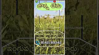 Ultimate Guide to Jowar Farming  Tips for a Successful Harvest  జొన్న సాగు  jowarcultivation [upl. by Newfeld]