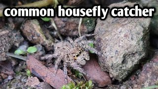 common housefly catcher spider femalePlexippus petersi jumping spidercorect if wrong [upl. by Adriaens]