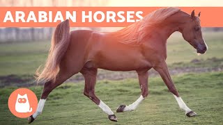 Arabian Horse  Origin Characteristics and Temperament [upl. by Llerrac30]