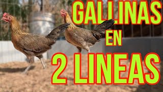 GALLINAS EN 2 LINEAS Como aprovecharlas correctamente [upl. by Madian]