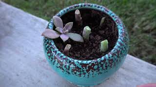 Propagating Succulents From Stems and Leaves [upl. by Pate]