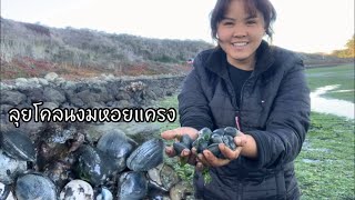 EP22 Clamming in Bodega Bay California low tide ลุยโคลนหาหอยแคลง ตอนน้ำลง [upl. by Adnerak]