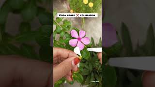 How to vinca cross pollination trending flowers youtubeshorts [upl. by Seidler]