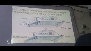 chp3 bio electrophoresis class 11 sum academy [upl. by Ynabe]