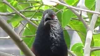 Greater Coucal and its calls [upl. by Eixid]