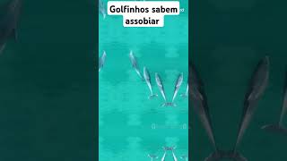 golfinhos são animais incriveis vidamarinha oceano viralvideo animals [upl. by Ahsinrat]