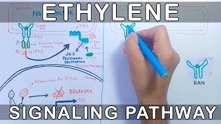 Ethylene Signalling Pathway [upl. by Nnylyma887]