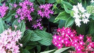 Nine colours Pentas plants tips care and propagation [upl. by Marylinda312]